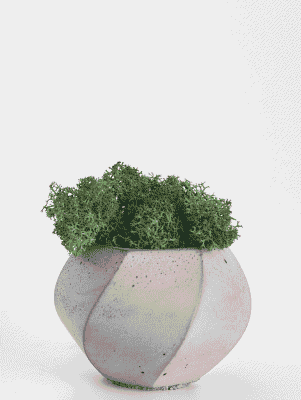 Curly Green Moss Fern