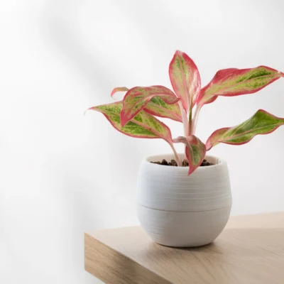 Aglaonema (Chinese Evergreen)