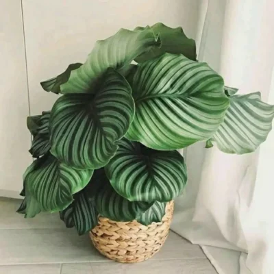 Calathea orbifolia