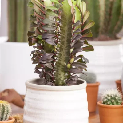 Euphorbia trigona (African Milk Tree)