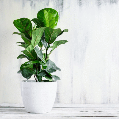 Ficus lyrata (Fiddle Leaf Fig)