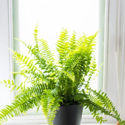 Nephrolepis exaltata (Boston Fern)