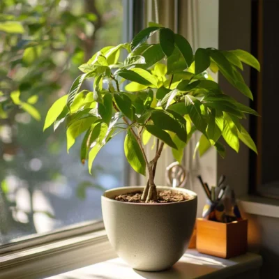 Pachira aquatica (Money Tree)