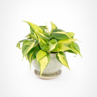 Philodendron hederaceum (Heartleaf Philodendron)