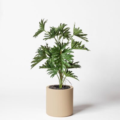 Philodendron selloum (Lacy Tree Philodendron / Hope Philodendron)