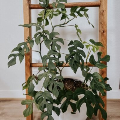 Rhaphidophora tetrasperma (Mini Monstera)