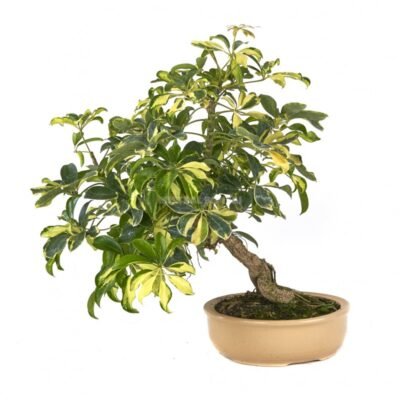 Schefflera arboricola (Dwarf Umbrella Tree)