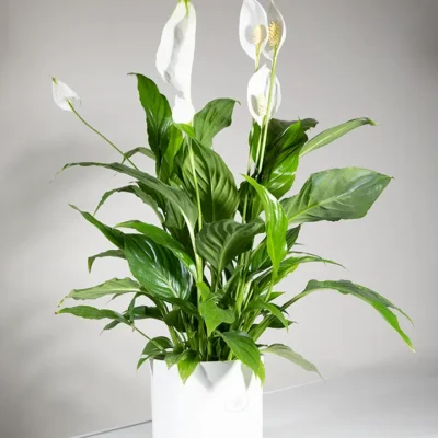 Spathiphyllum (Peace Lily)