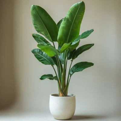 Strelitzia nicolai (White Bird of Paradise)