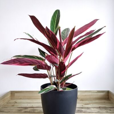 Stromanthe sanguinea 'Triostar'