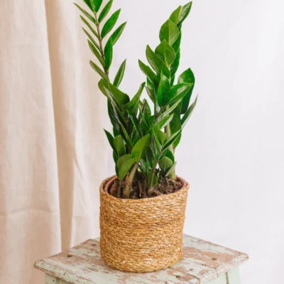 Zamioculcas zamiifolia (ZZ Plant)